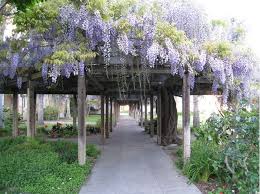 Santa clara university's core curriculum provides a humanistic education that leads toward an informed, ethical engagement with the world. Santa Clara University S 10 Most Peaceful Places On Campus Garden Structures Amazing Gardens Wisteria Pergola