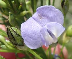 Image result for Psoralea arborea