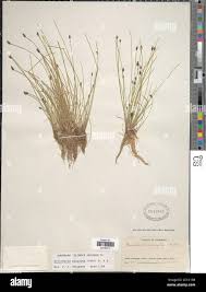Image result for Eleocharis confervoides