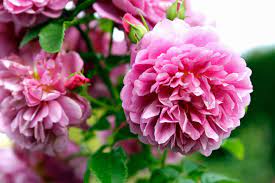 Don't worry about the ants that visit; The 10 Most Fragrant Flowers To Plant In Your Garden Martha Stewart