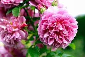 We did not find results for: The 10 Most Fragrant Flowers To Plant In Your Garden Martha Stewart