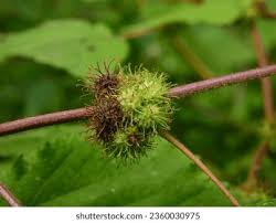Image result for Triumfetta pilosa