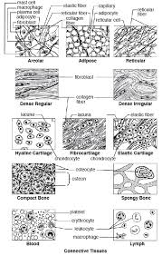 Connective Tissue