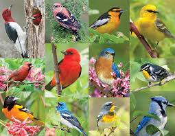 Enjoy these jigsaw puzzles and learn about the u.s.a. Jigsaw Puzzles 36 Piece Jigsaw Puzzle Extra Large Easy Grip Pieces Springbok Puzzles 43 36024 Made In Usa Springbok Alzheimer Dementia Jigsaw Puzzles Large 18 Inches By 23 5 Inches Puzzle Birds Of