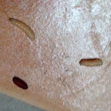 Mittlerweile auch in deutschland etabliert. Habe Diese Larven In Meiner Wohnung Was Ist Das Identify Other Insects Actias