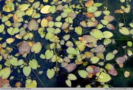 Image result for Caldesia parnassifolia