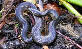 Glossy crayfish snake (regina rigida). Species Profile Striped Crayfish Snake Regina Alleni Srel Herpetology