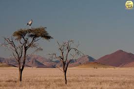 Sekreter Kuslari Sadece Afrika Da Yasarlar Agaclarda Ve Cok Yukseklerde Yaptiklari Yuvalarini Yaprak Ot Ve Tuylerle Doserler Ve Bu Malzemele Kus Afrika Otlar