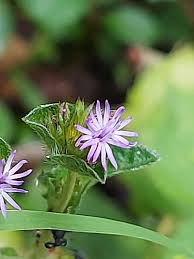 Image result for Elephantopus mollis