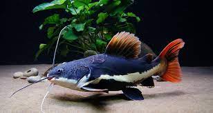 Gerakan ikan predator air tawar ini sangat gesik, terutama jika sedang berburu mangsa. 5 Ikan Predator Yang Dapat Di Pelihara Di Akuarium Kolam Kaskus