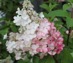 Odolná hortenzia s veľkými súkvetiami krémovožltej farby, ktorá sa postupne mení. Sortiment Hortensien Kluge Baumschulen