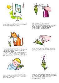 How to keep flowers fresh why do cut flowers need care? How Do I Take Care Of Tillandsia Air Plants Tillandsia