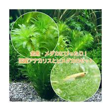 楽天市場 めだか 水草 メダカ 金魚藻 国産 アナカリス 無農薬 ５本 ヒメダカ ６匹 北海道航空便要保温 Charm 楽天市場店