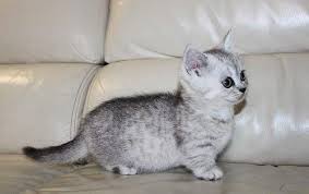 Munchkin kitten in cats & kittens for rehoming in ontario. Munchkin Cats For Sale Albany Ny 142722 Petzlover