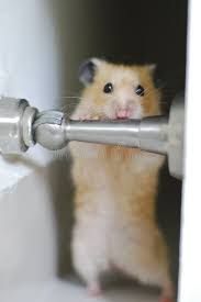 Hamster Exercise Cute Hamster Doing Pull Ups Or Using Barbells Sponsored Cute Exercise Hamster Hamster Barb Animals Images Hamster Cute Hamsters