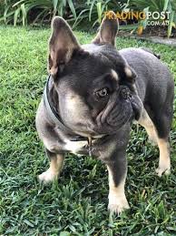 Unfortunately, many blue french bulldog puppies are removed from their mothers and sold or adopted before this socialization has fully occurred. Striking Blue And Tan French Bulldog Available For Stud