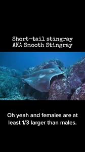 Short-Tail Stingray: The Largest Species Explored