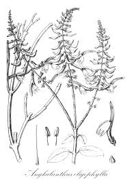 Image result for Crabbea cirsioides