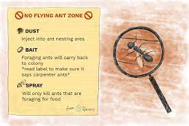See full list on wikihow.com What To Do About Flying Ants In Your Home