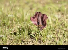 Image result for Amorphophallus abyssinicus