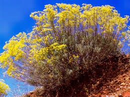 Image result for Crepidorhopalon tenuis