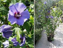 We did not find results for: Hibiscus Syriacus Rose Of Sharon Varieties Paramount Plants Uk