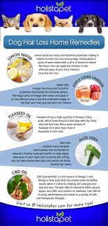 Specific treatments for hair loss in pets will depend on the underlying cause. Dog Hair Loss Home Remedies Dog Hair Loss Dog Losing Hair Dog Allergies Remedies