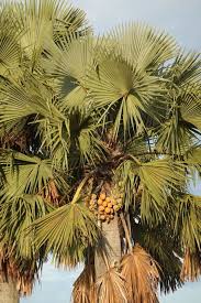 Image result for Borassus aethiopum