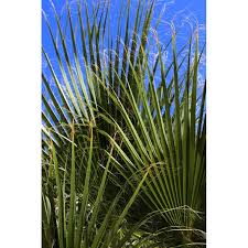 Image result for Serenoa repens