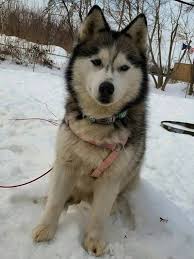 Timeline Photos For The Love Of Louie Michigan Lost Pet Lookers Pets Losing A Pet Wolf Dog