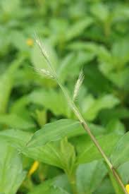 Image result for Oplismenus