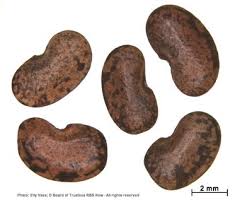 Image result for Ptycholobium plicatum