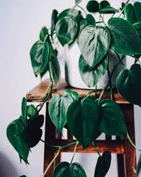 Bird Of Paradise Plant Leaves Curling Up Trailing Houseplant Plants Best Indoor Plants Plant Aesthetic