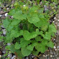 Image result for Setaria petiolata
