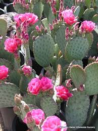 The prickly pear cactus (opuntia) is among the most widespread cactus genus in the u.s as a desert cactus, prickly pear prefers full sun to thrive. Opuntia X Kelly S Choice Kelly S Choice Prickly Pear Mountain States Wholesale Nursery