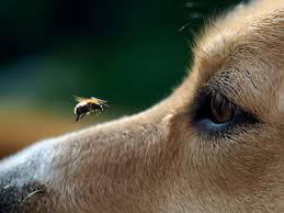 Bee And Wasp Stings In Dogs Dog Health The Kennel Club