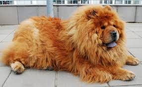 How to cut hairstyles for short hair short haircuts for women by radonain this video, radona demonstrates how to cut ladies hair so it can be styled into a m. Is The Lion Like Chow Chow As Aggressive As He Looks K9 Web