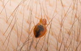 We use both thermal and chemical method. Four Signs Your Atlanta Home May Have A Bed Bug Problem