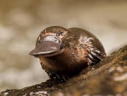 Maybe you would like to learn more about one of these? Wetlands San Diego Zoo Animals Plants
