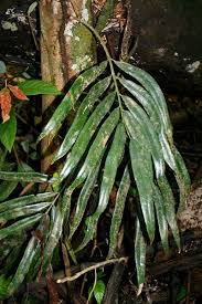 Image result for Lomariopsis