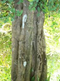 Image result for Tricalysia sp. E