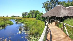 Image result for Landolphia camptoloba