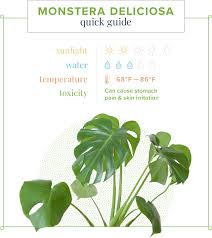 Monstera Care Guide Growing Information And Tips Proflowers