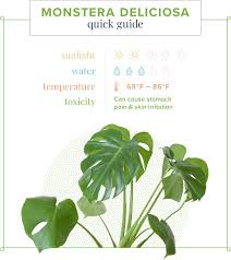 Monstera Care Guide Growing Information And Tips Proflowers