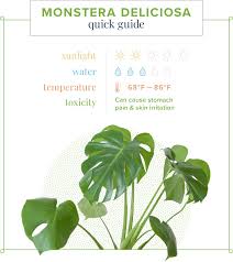 monstera care guide growing information and tips proflowers