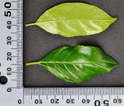 Image result for Rhamnus prinoides