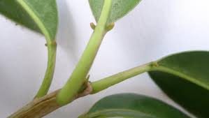 Image result for Sapium