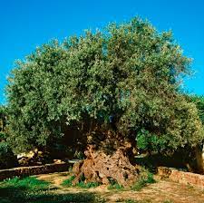 The Oldest Olive Tree In The World 3000 5000 Years Old In Crete Greece Olive Tree Beautiful Tree Ancient Tree