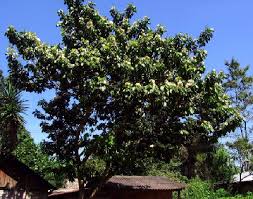 We did not find results for: Ice Cream Bean Tree Medicinal Plants Nature Conservation Plants