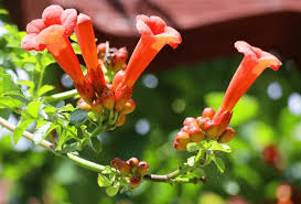 Image result for Bignoniaceae